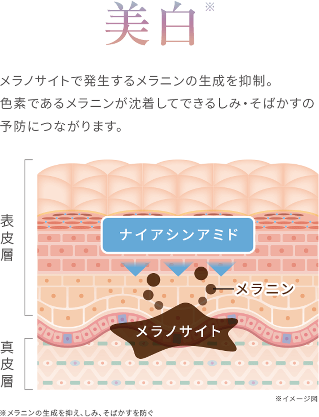 美白 メラノサイトで発生するメラニンの生成を抑制。色素であるメラニンが沈着してできるしみ・そばかすの予防につながります。