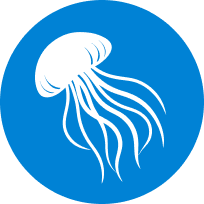 クラゲ