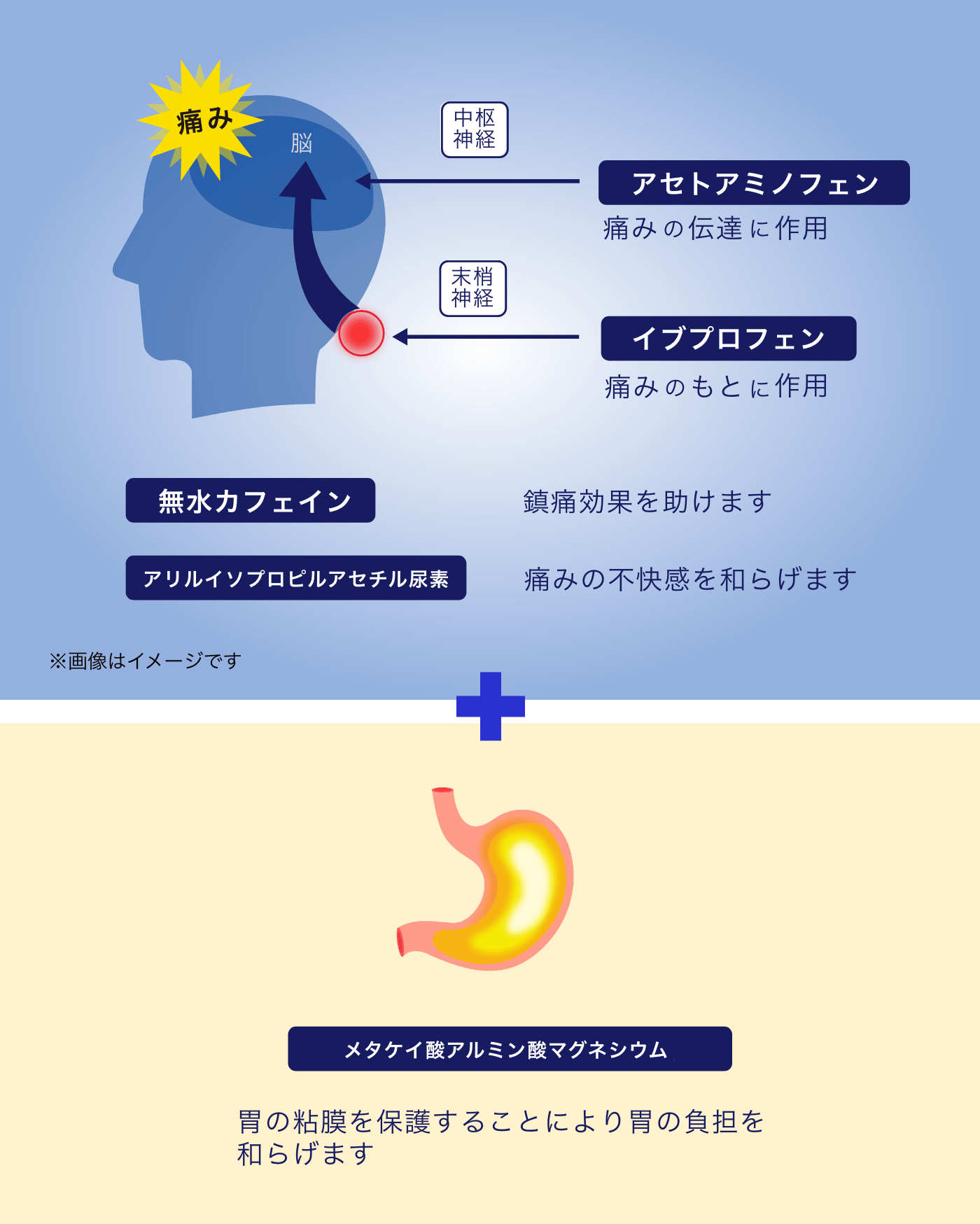 鎮痛効果を助け、痛みや胃の負担を和らげます