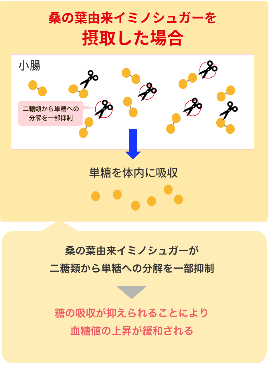 桑の葉由来イミノシュガーを摂取した場合