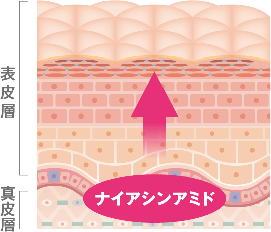 コラーゲンの生成を促進