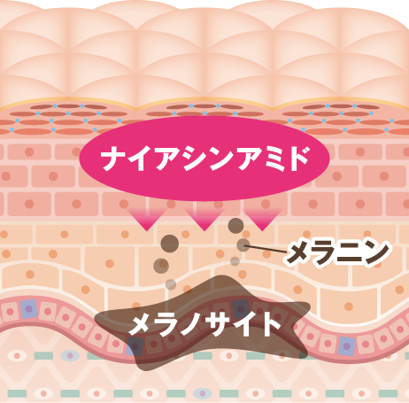 メラニンの生成を抑え、しみ・そばかすを防ぐ
