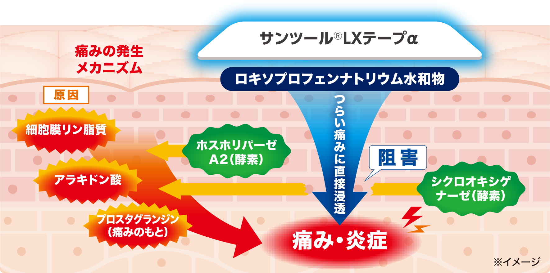 ［痛みの発生メカニズムとロキソプロフェンナトリウム水和物の作用］