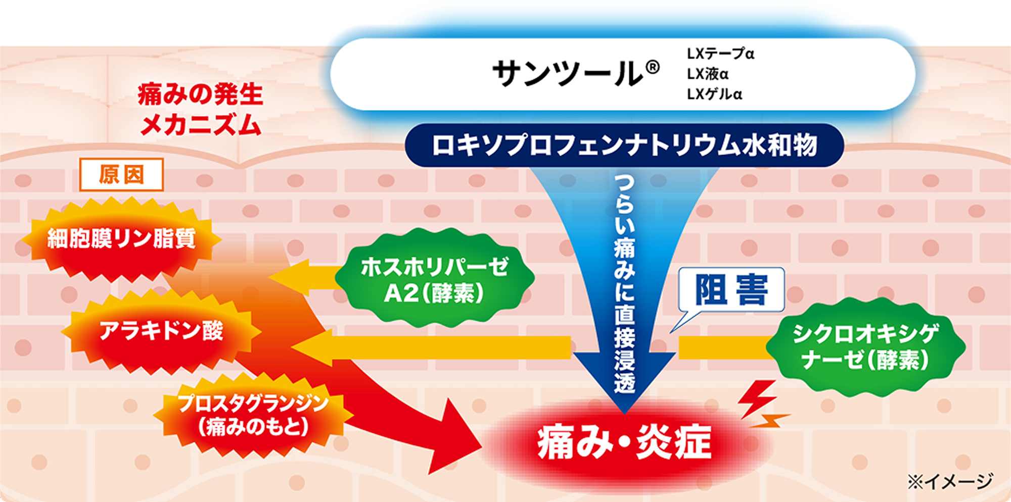 痛みの発生メカニズム 原因 細胞膜リン脂質 ホスホリパーゼA2（酵素） アラキドン酸 シクロオキシゲナーゼ（酵素） プロスタグランジン（痛みのもと） 痛み・炎症 サンツール&reg; LXテープα LX液α LXゲルα ロキソプロフェンナトリウム水和物 つらい痛みに直接浸透 阻害
