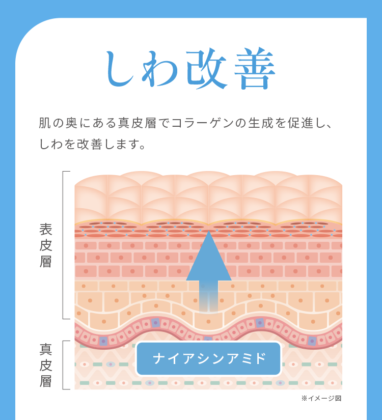 肌の奥にある真皮層でコラーゲンの生成を促進。