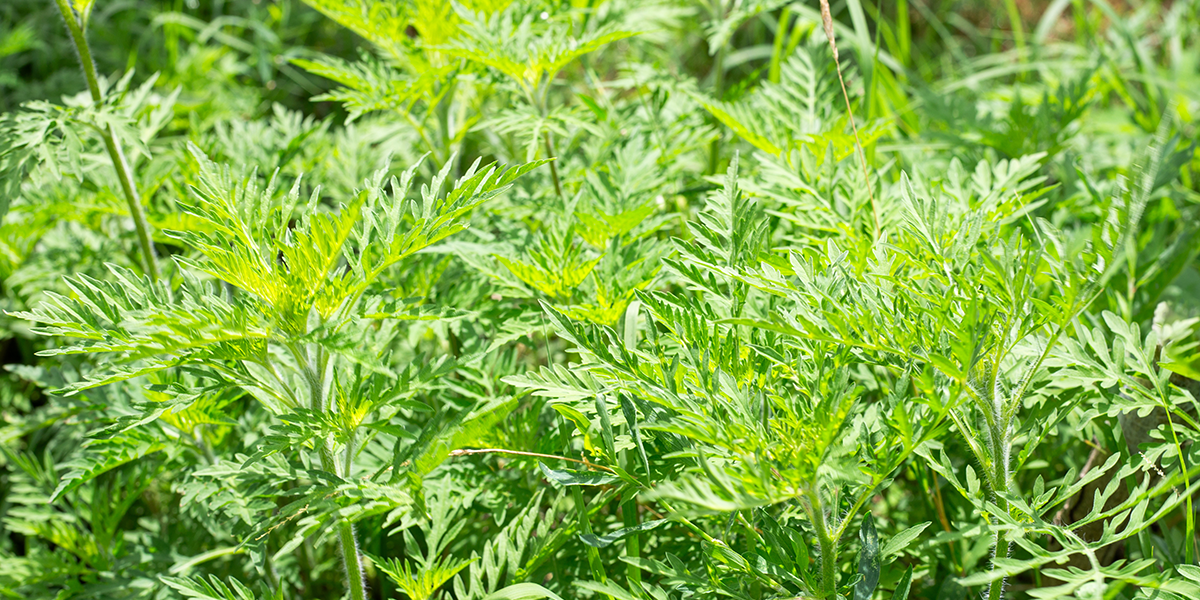 秋花粉の原因となる植物