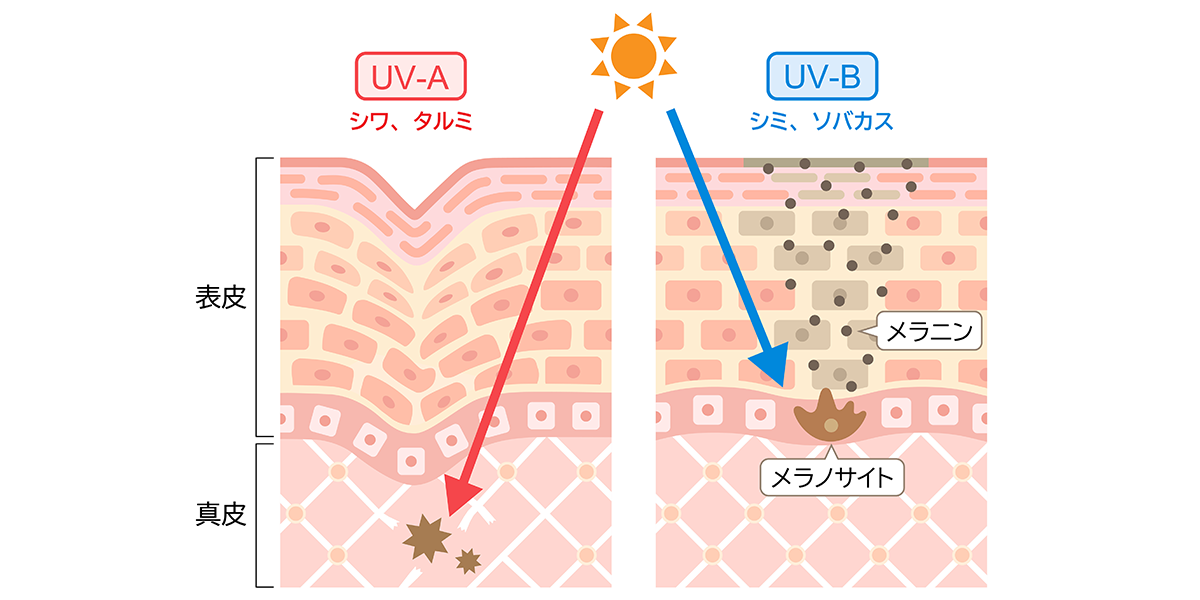 UV-AとUV-Bの説明図